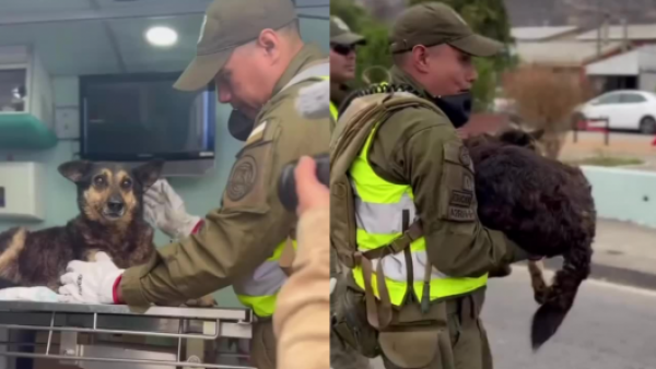 <p>Carabineros y PDI rescatan animales en zonas afectadas por incendios</p>Carabineros y PDI rescatan animales en zonas afectadas por incendios
