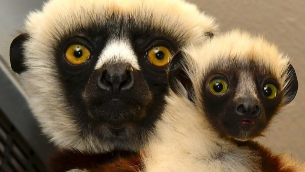 Ya estamos viejos: Presentan a Junius, el bisnieto de "Zoboomafoo"
