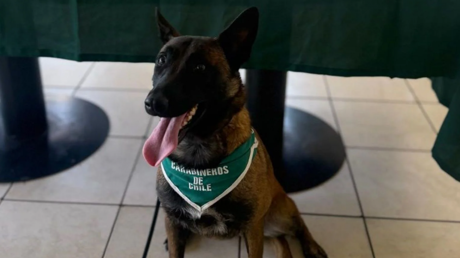 VIDEO | El momento en que perro delató a sujeto que transportaba droga en bus a Melipilla
