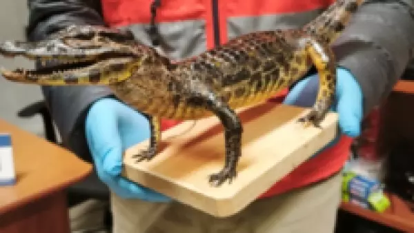 Aduanas detecta yacaré bebé disecado en equipaje de una pasajera