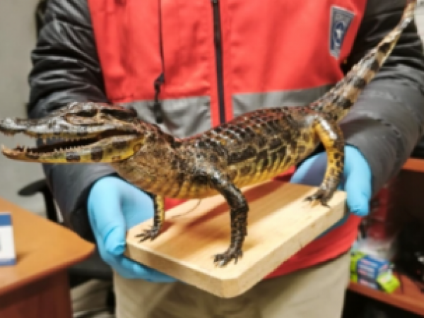 Aduanas detecta yacaré bebé disecado en equipaje de una pasajera