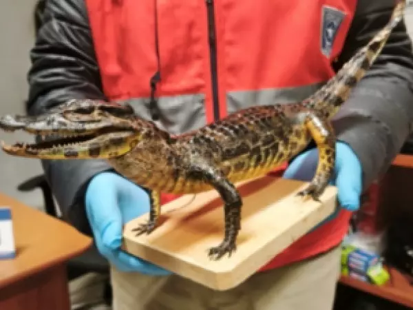 Aduanas detecta yacaré bebé disecado en equipaje de una pasajera