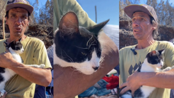 Héroe de cuatro patas: gato salva a su dueño en incendios del Biobío