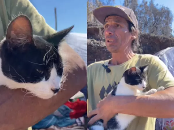 Héroe de cuatro patas: gato salva a su dueño en incendios del Biobío