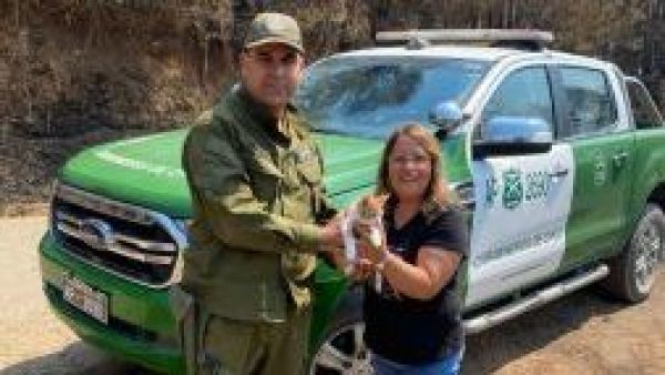 <p>Gato se reencuentra con sus dueños tras rescate de Carabineros durante incendio en Hualqui</p>Gato se reencuentra con sus dueños tras rescate de Carabineros durante incendio en Biobío
