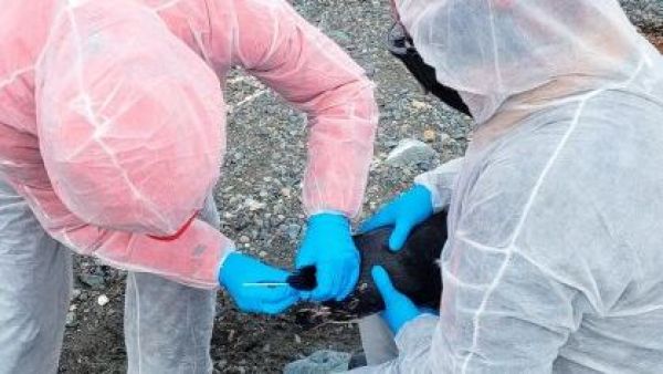 Por tercer año consecutivo: confirman casos de gripe aviar en la Antártica
