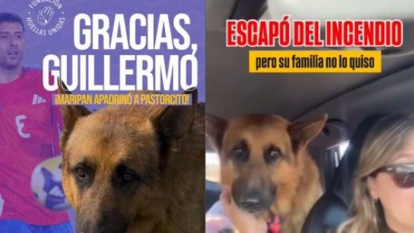 Del abandono a la esperanza: Guillermo Maripán apadrina a perro que sus dueños rechazaron tras los incendios
