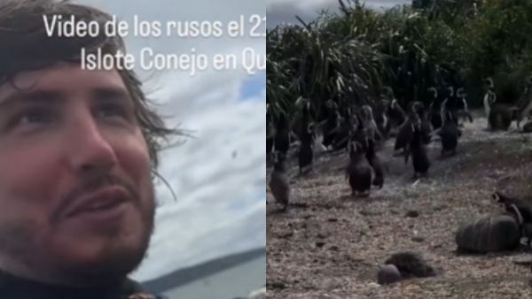 ¡Los mismos rusos!: Turistas molestaron a pingüinos en islote Conejos de Chiloé
