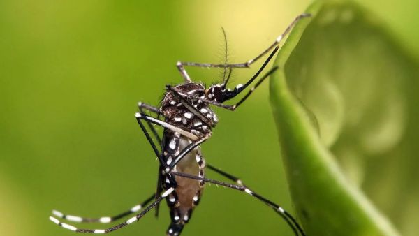 Ministerio de Salud confirma detección de mosquito que transmite dengue y fiebre amarilla
