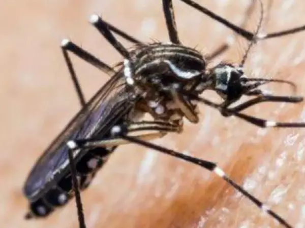 Seremi de Salud RM sospecha de hallazgo de mosquito del dengue en Aeropuerto de Santiago