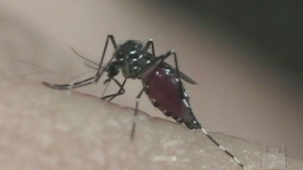 Ante hallazgo de mosquito del dengue: Conoce los síntomas de alerta de la enfermedad
