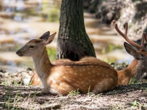 Cerca de 2.000 ciervos serán sacrificados en isla de Estados Unidos
