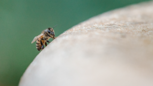 ¿Cómo reconocer una reacción alérgica grave ante una picadura de abeja?
