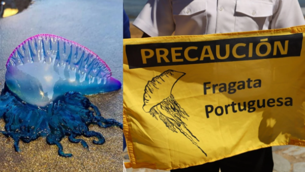 Por fragata portuguesa: Revisa las playas con prohibición de baño

