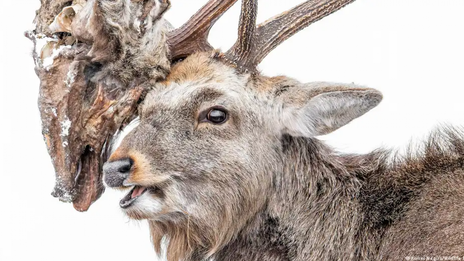 Foto viral muestra a ciervo cargando la cabeza de su rival