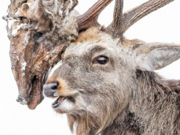 Foto viral muestra a ciervo cargando la cabeza de su rival