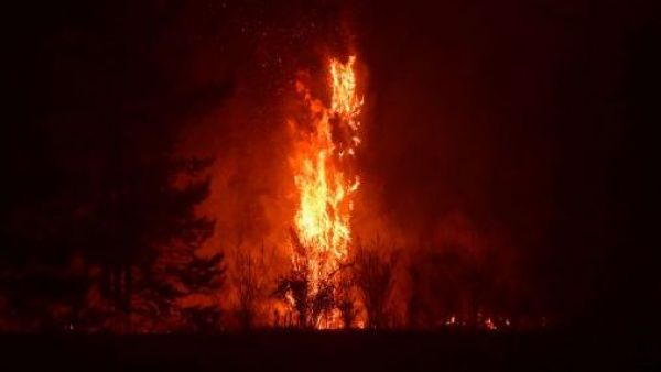 Alerta roja por incendio forestal en Nueva Imperial: 15 hectáreas afectadas