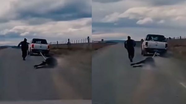 Grave caso de maltrato animal: Vaca fue arrastrada por una camioneta en Río Verde
