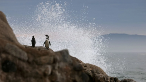Pingüino de Humboldt es declarado Monumento Natural
