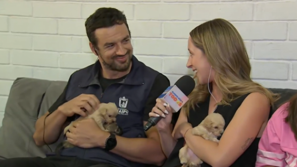"Adóptenme": Perritos rescatados de campamento de Maipú buscan hogar
