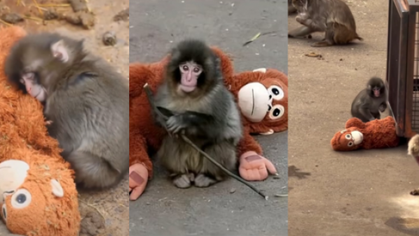 <p>La historia del monito Punch: fue abandonado por su madre y ahora se aferra a un peluche</p>La historia del monito Punch: fue abandonado por su madre y ahora se aferra a un peluche
