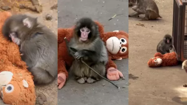 La historia del monito Punch: fue abandonado por su madre y ahora se aferra a un peluche