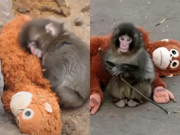 La historia del monito Punch: fue abandonado por su madre y ahora se aferra a un peluche