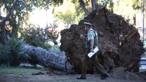 <p>Un muerto y un herido por caída de árbol de grandes dimensiones en Valparaíso</p>Un muerto y un herido por caída de árbol de grandes dimensiones en Valparaíso
