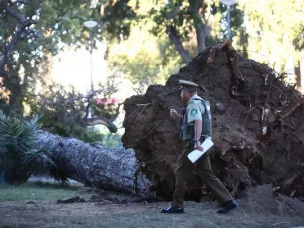 Un muerto y un herido por caída de árbol de grandes dimensiones en Valparaíso