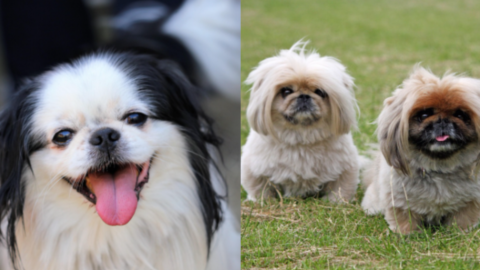 Pequinés y chin japonés, entre las razas con mayor riesgo de trastornos respiratorios graves