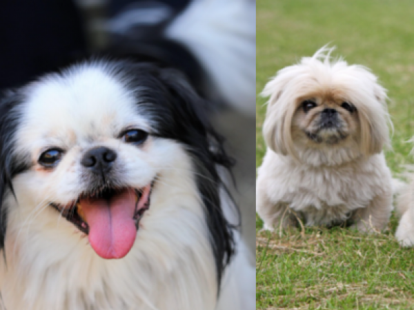 Pequinés y chin japonés, entre las razas con mayor riesgo de trastornos respiratorios graves