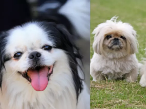 Pequinés y chin japonés, entre las razas con mayor riesgo de trastornos respiratorios graves