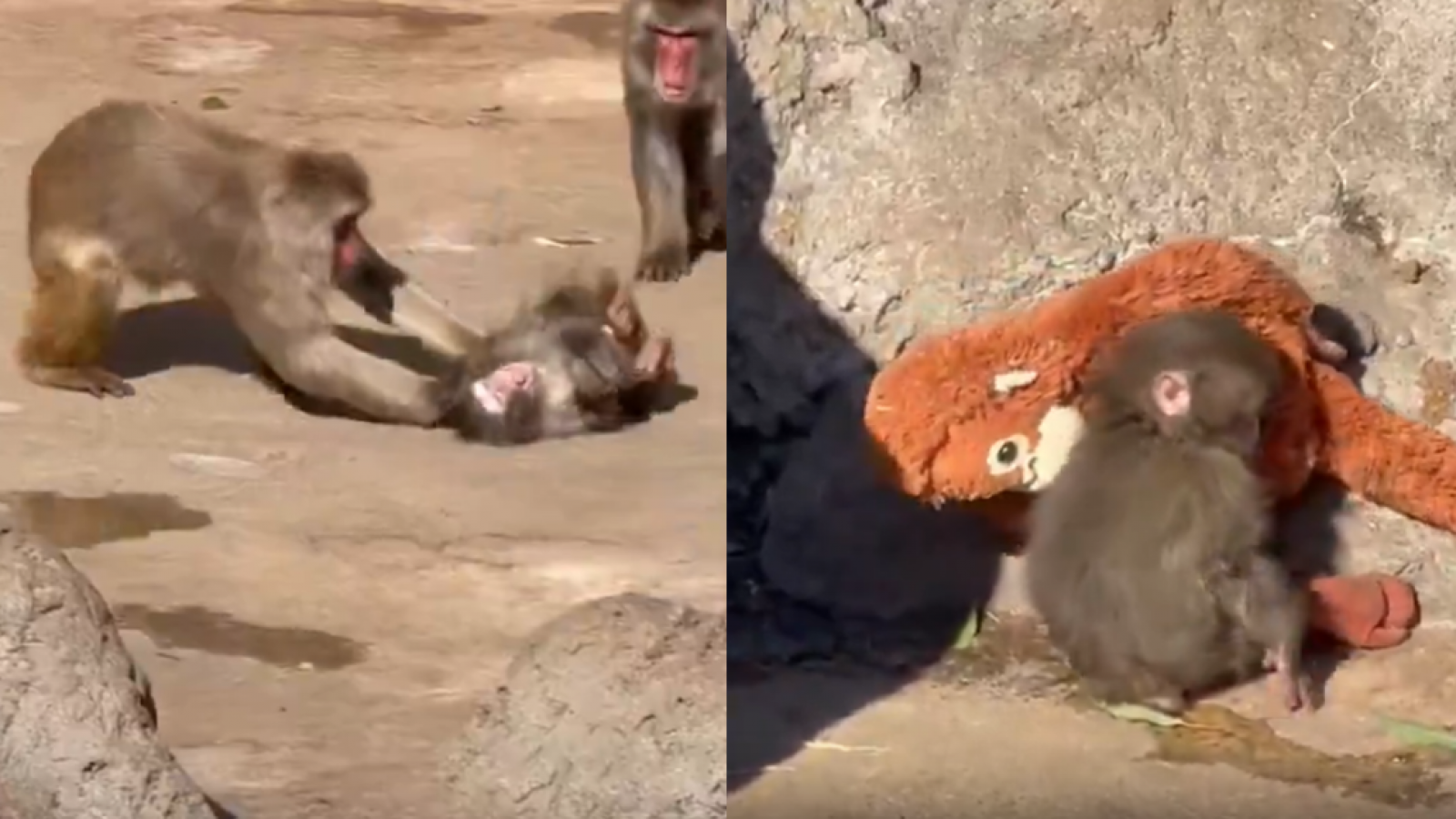 Golpean a Punch, monito que se hizo viral por aferrarse a un peluche tras el abandono de su madre