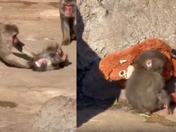 Golpean a Punch, monito que se hizo viral por aferrarse a un peluche tras el abandono de su madre