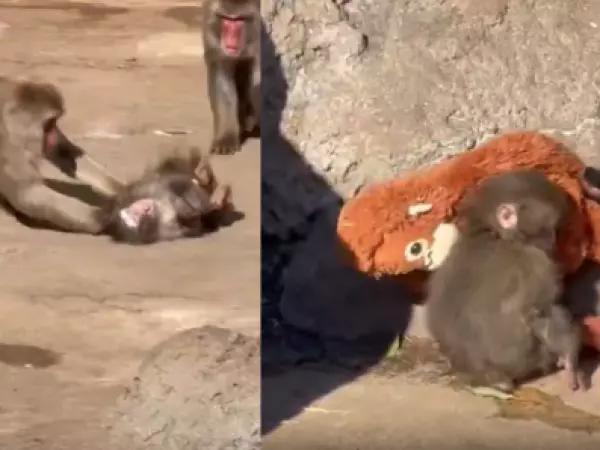 Golpean a Punch, monito que se hizo viral por aferrarse a un peluche tras el abandono de su madre