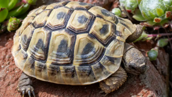 <p>Tortugas hembras se lanzan desde acantilados para escapar del acoso de machos</p>Tortugas hembras se lanzan desde acantilados para escapar del acoso de machos
