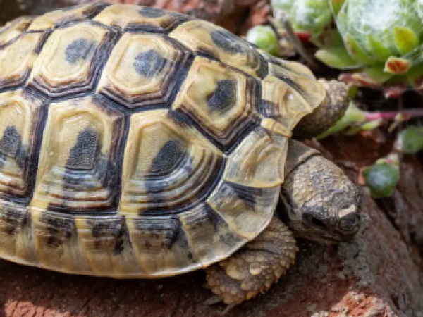 Tortugas hembras se lanzan desde acantilados para escapar del acoso de machos