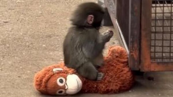 El fenómeno Punch: IKEA dona decenas de peluches al mono viral y desata un sorpresivo boom de ventas en Chile
