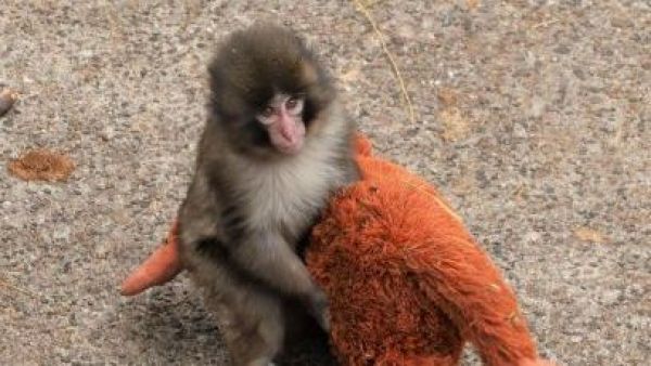 Afirman que sufre un trauma: PETA exige el traslado de Punch a un santuario
