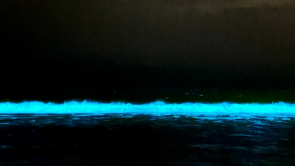 Un bonito fenómeno: Bioluminiscencia ilumina el mar en sectores de Caldera
