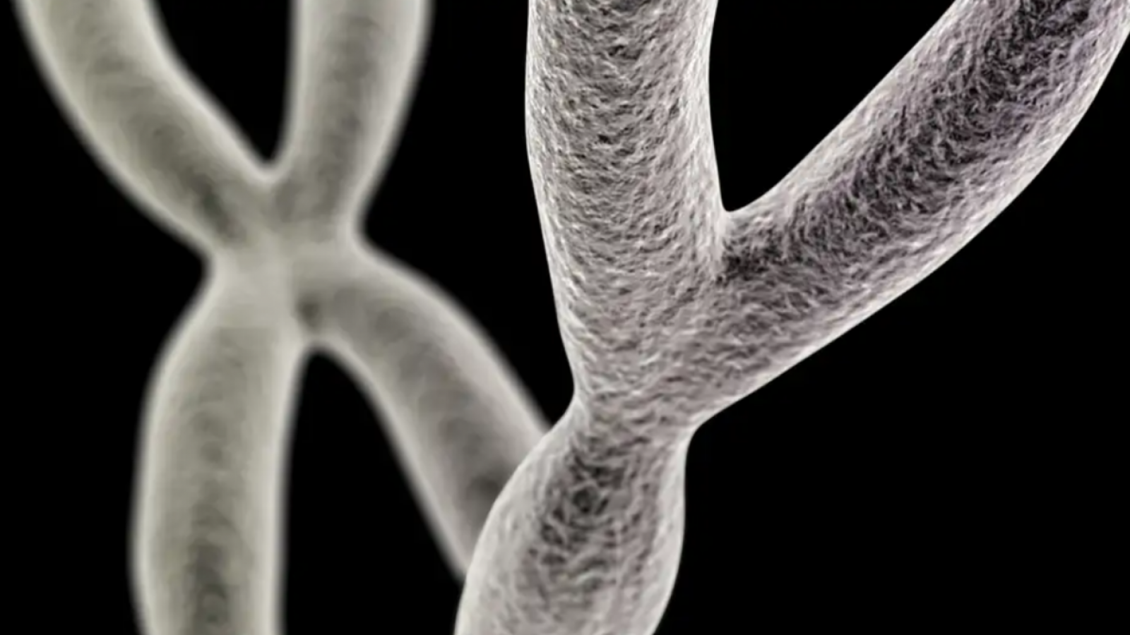 ¿Se extinguirán los hombres? La verdad sobre el cromosoma Y