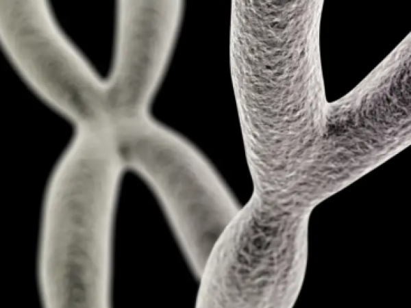 ¿Se extinguirán los hombres? La verdad sobre el cromosoma Y