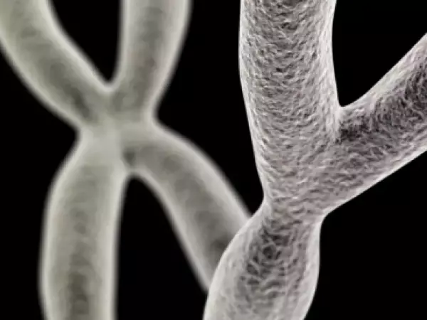 ¿Se extinguirán los hombres? La verdad sobre el cromosoma Y