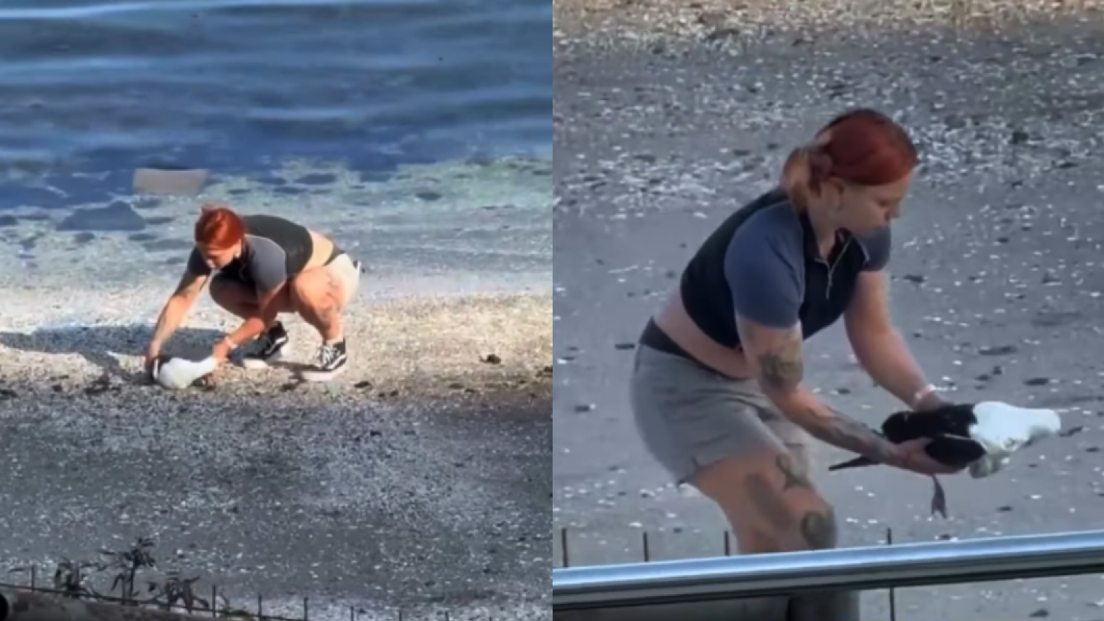 Noble acción: joven rescata a gaviota de una bandada de aves rapaces