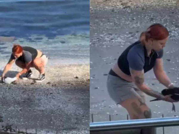 Noble acción: joven rescata a gaviota de una bandada de aves rapaces