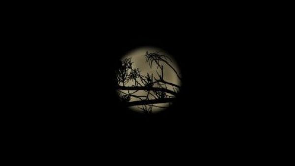 <p>Luna de sangre: Eclipse total fue visto en distintas partes de Chile</p>Luna de sangre: Eclipse total fue visto en distintas partes de Chile
