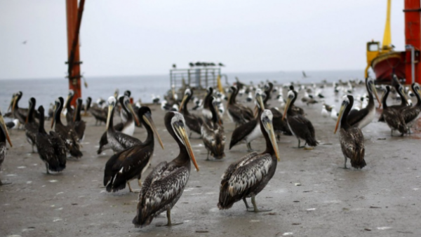 Confirman caso de influenza aviar H5N1 en aves silvestre de Valparaíso
