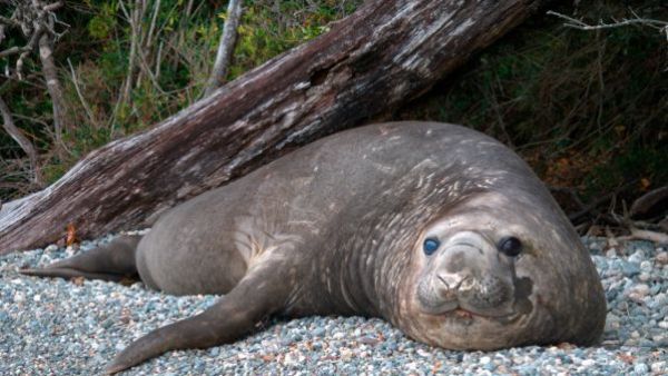 <p>Elefantes marinos se recuperan en Laguna San Rafael tras sufrir caza intensiva</p>Hasta 90 ejemplares: Elefantes marinos se recuperan en Laguna San Rafael tras sufrir caza intensiva
