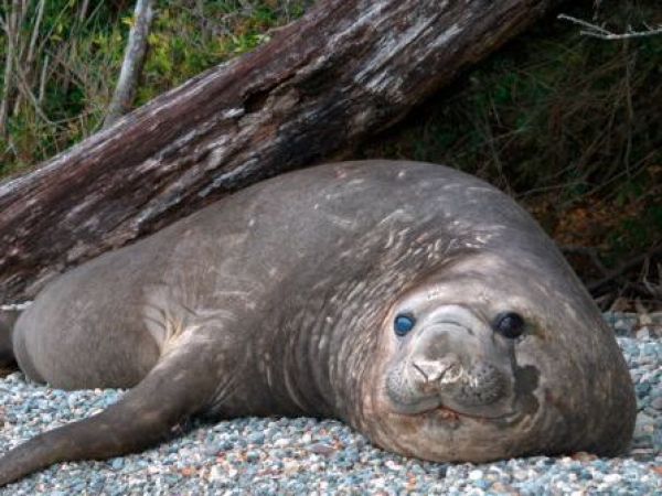 Elefantes marinos se recuperan en Laguna San Rafael tras sufrir caza intensiva