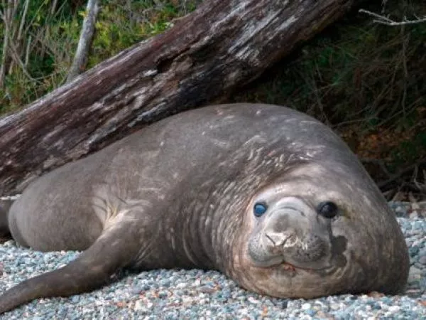 Elefantes marinos se recuperan en Laguna San Rafael tras sufrir caza intensiva